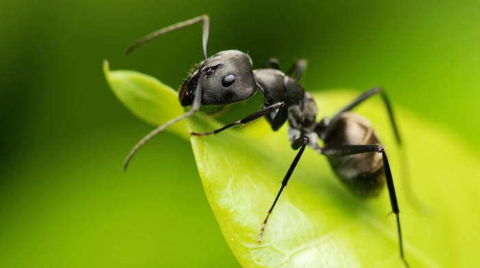 Camponotus, hymenoptera, insect, animals, macro, ants