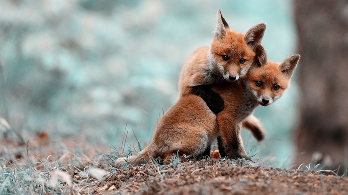 animals
