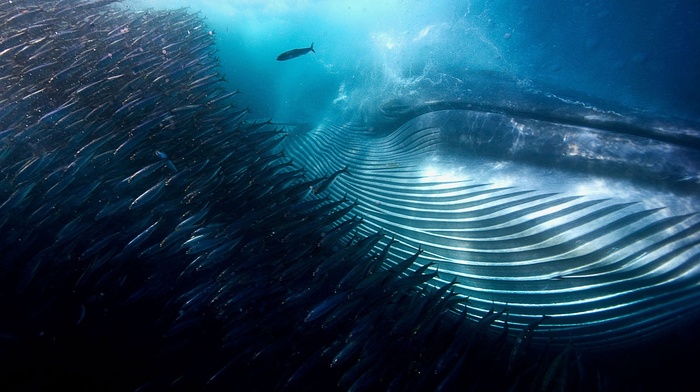 whale, animals, winner, photography, underwater, water, shoal of fish, sea, swarm, contests, nature