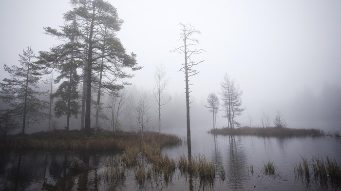 nature, Sweden, trees, morning, mist, dry grass, daylight, landscape, lake