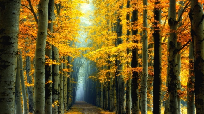 road, yellow, landscape, leaves, trees, colorful, forest, fairy tale, mist, nature, fall