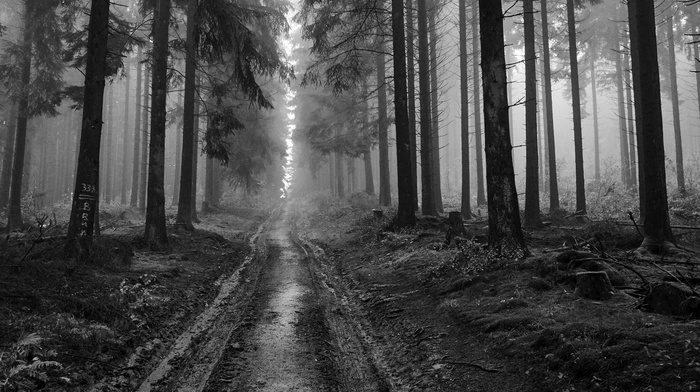 monochrome, trees, forest
