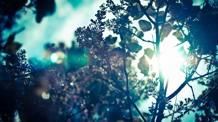 branch, trees, Sun, sun rays, leaves