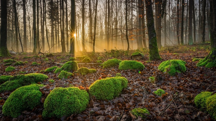 moss, forest, sun rays, landscape, nature, trees, fall, leaves
