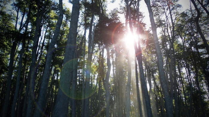 nature, trees