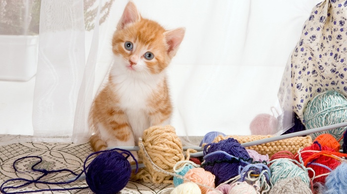 cat, kittens, yarn, animals