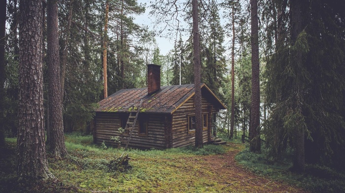 wood, cozy, forest, pine trees, house, cottage, trees, cabin, chimneys, rooftops