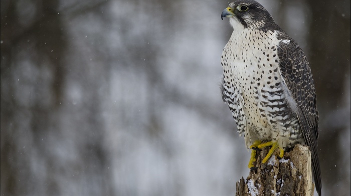 falcons, animals