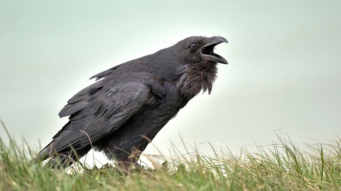 crow, birds, animals