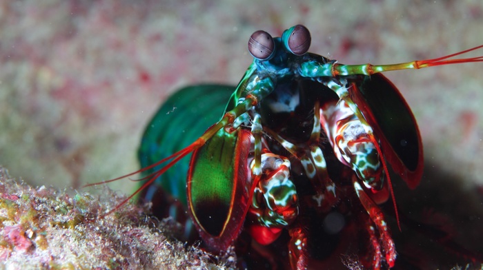 animals, mantis shrimp