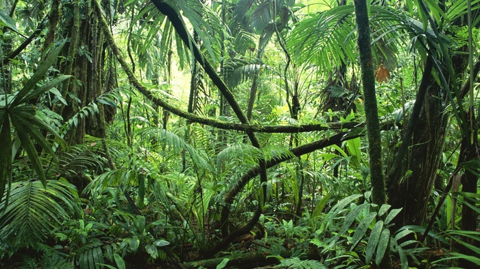jungles, ferns