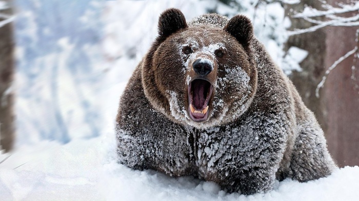 snow, bears, animals