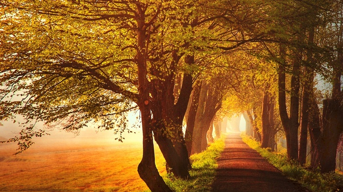 road, trees