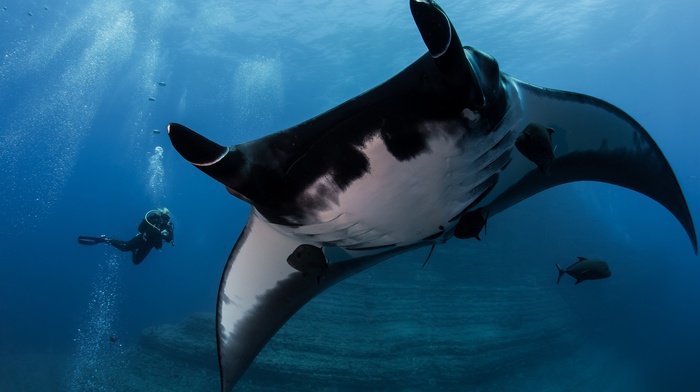 underwater, animals, manta rays, divers