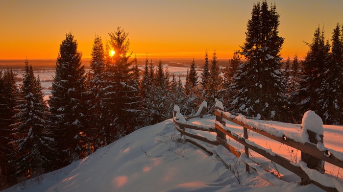 pine trees, snow, landscape, nature