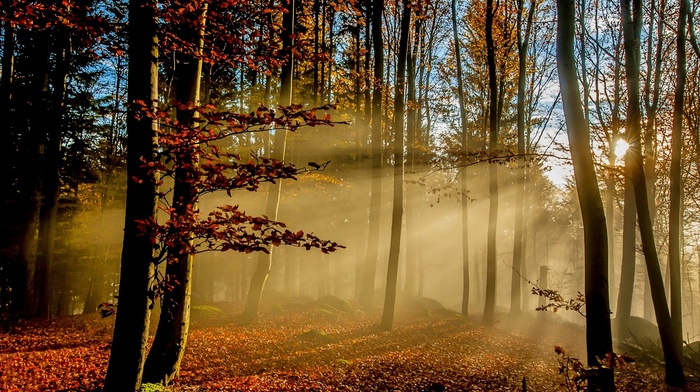 trees, sun rays, landscape, fall, morning, forest, sunrise, leaves, mist, sunlight, nature