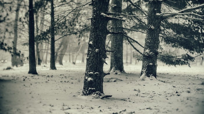 trees, snow