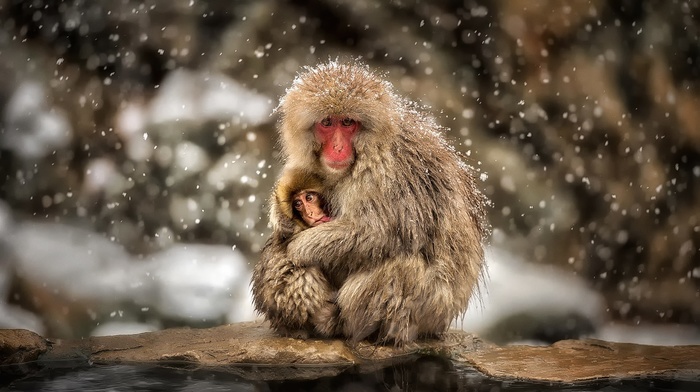 snow, monkeys