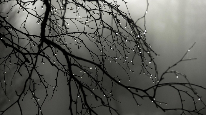 minimalism, mist, branch, nature, monochrome, depth of field, water drops, trees