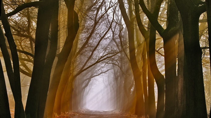 nature, trees, mist
