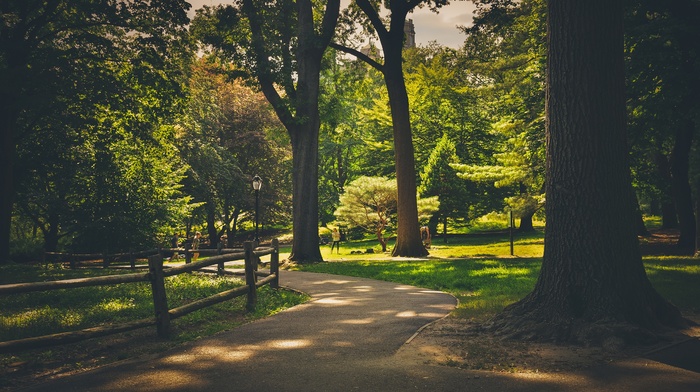 park, trees