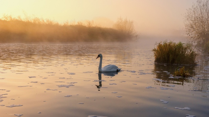 lake, birds, swans
