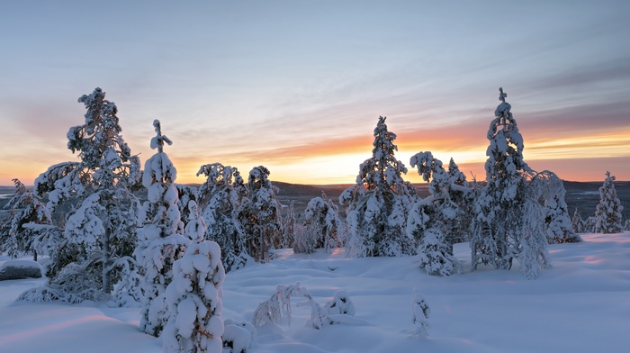 snow, pine trees, landscape