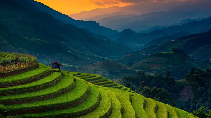 mist, landscape, rice paddy, nature, sunset, terraces, sunlight, Vietnam, field, green