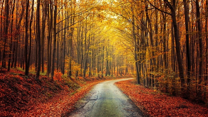 fall, leaves, landscape, nature, shrubs, forest, road, trees, red, yellow
