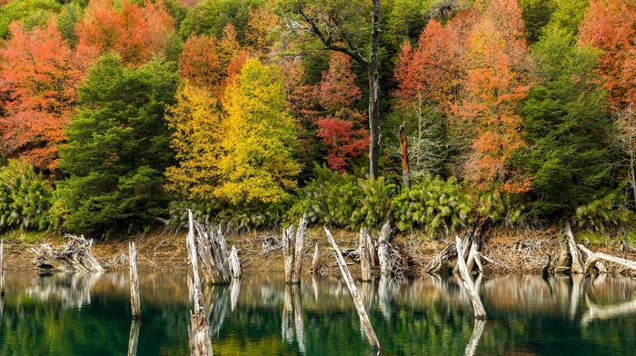 landscape, lake, nature, fall, water, forest, dead trees, trees, shrubs, Chile, colorful