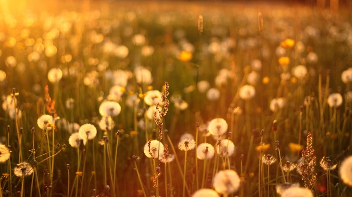 flowers, plants