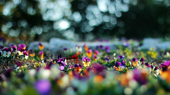 flowers, plants