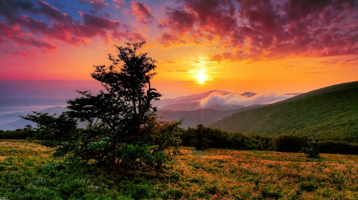 plants, landscape