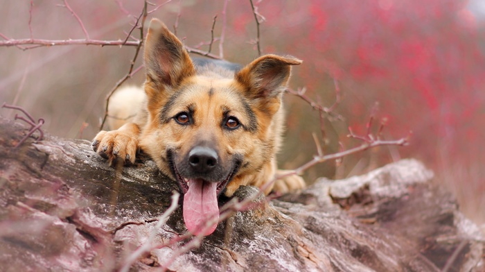 dog, German Shepherd, animals, tongues
