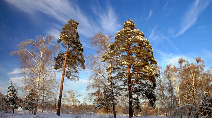 landscape, snow, pine trees