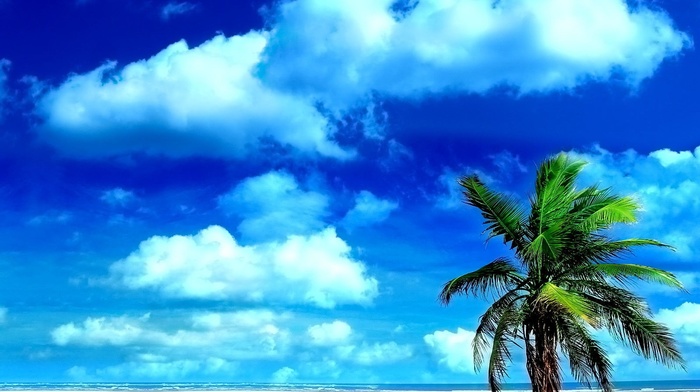 beach, palm trees