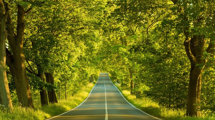 trees, road, nature