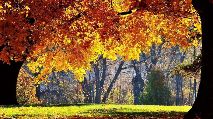 fall, nature, trees