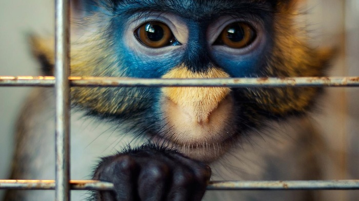 monkey, cages, animals