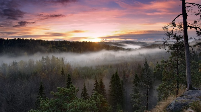nature, forest, mist