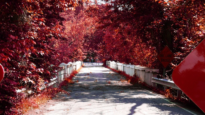 red, fall, bridge, road