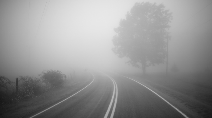 photography, road, trees, monochrome, mist