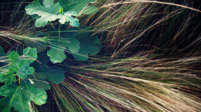 nature, photography, leaves