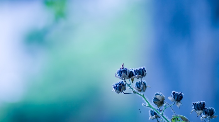blue, depth of field, nature, flowers, blue flowers, photography