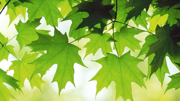 leaves, drawing, maple leaves, green
