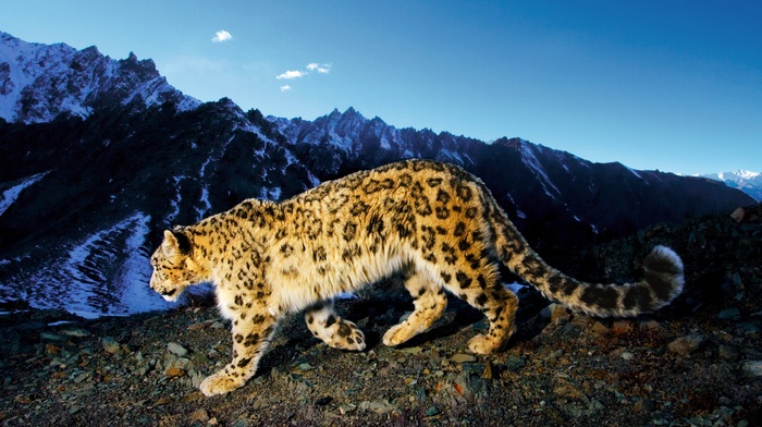 snow leopard, landscape, nature, leopard animal, animals, mountains, snow leopards