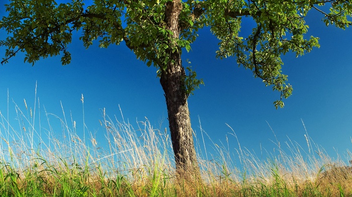 photography, trees, nature