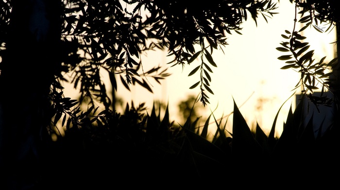 plants, silhouette, photography, nature, depth of field
