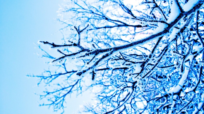 branch, ice, blue, photography, winter, trees