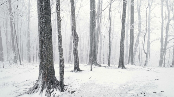 winter, trees, snow, photography